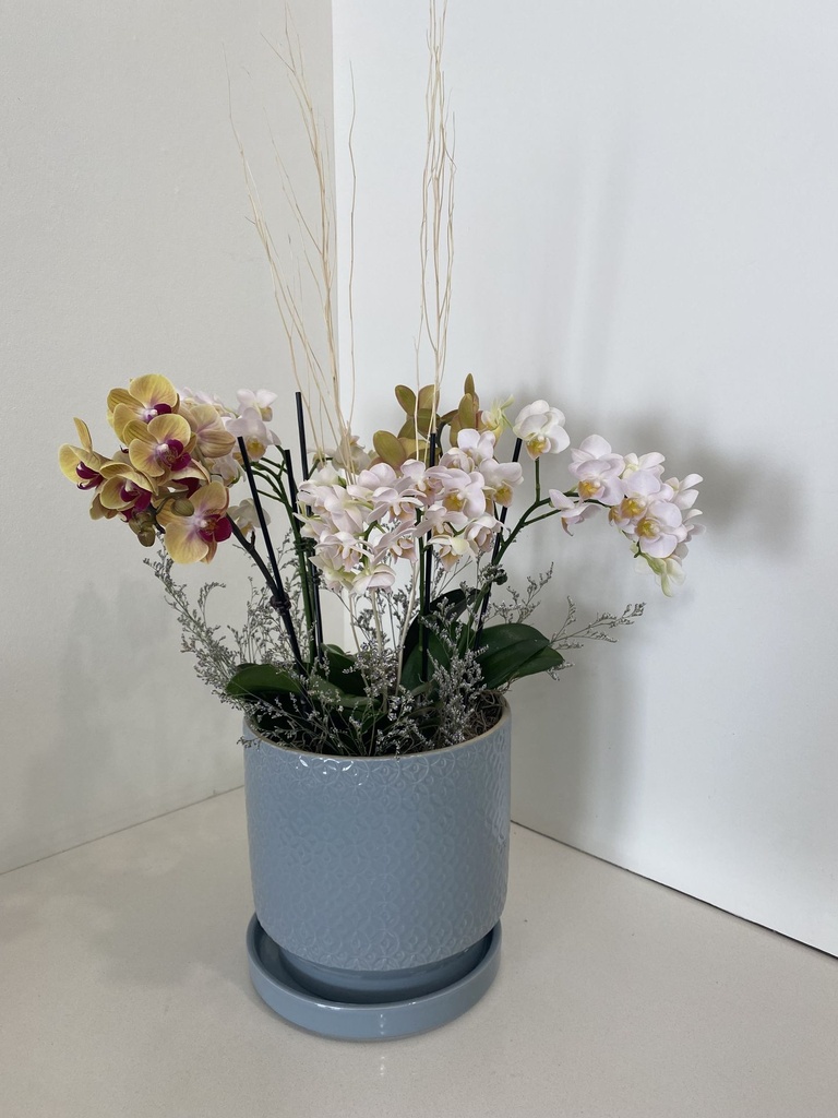 Plant - Orchid mix 1.JPG