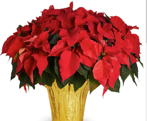 Poinsettia - Large