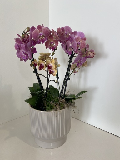 Orchid Planter