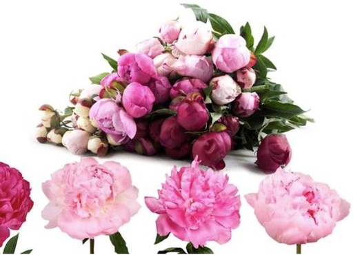 Peony Bouquet