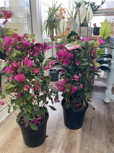 PLANTS - Outdoor Bougainvillea 9" Pot