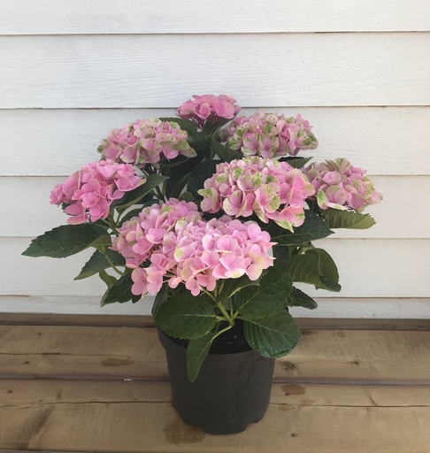 PLANTS - Hydrangea