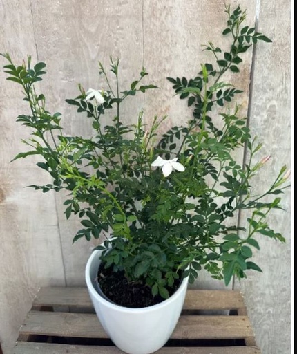 PLANTS - Jasmine 6"